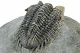 Multi-Toned Coltraneia Trilobite Fossil - Huge Faceted Eyes #312361-3